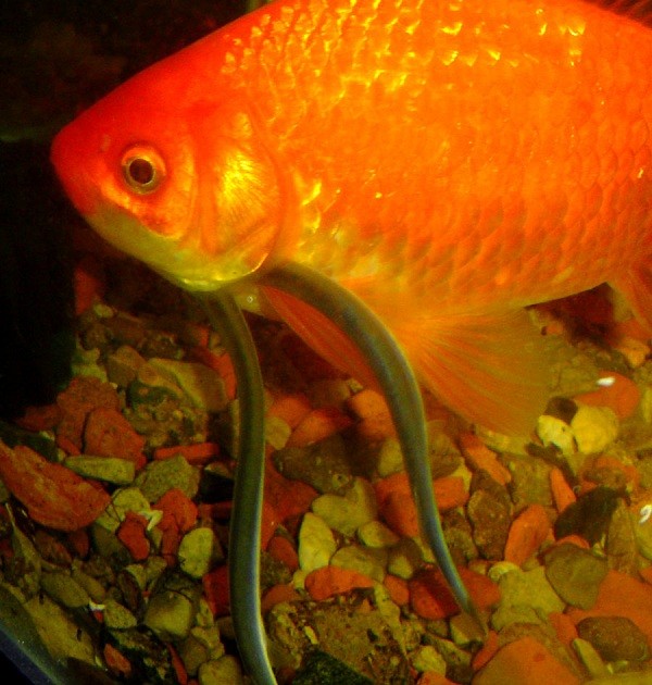 Top[-]5[-]loài[-]vật[-]có[-]khả[-]năng[-]giết[-]người[-]"kinh[-]hãi"[-]2